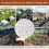 Riare 4L Organic Perlite for Plants - Horticultural Perlite Soil Amendment for P 7