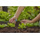 Gardena Gardena Micro-Drip-System Small Area Spray Nozzle: Spray Nozzle for Automatic Ir 5