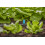 Gardena Gardena Micro-Drip-System Small Area Spray Nozzle: Spray Nozzle for Automatic Ir 7