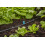 Gardena Gardena Micro-Drip-System Small Area Spray Nozzle: Spray Nozzle for Automatic Ir 3