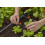 Gardena Gardena Micro-Drip-System Reducing T-Piece: Practical T-Connection for Transitio 7