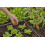 Gardena Gardena Micro-Drip-System Reducing T-Piece: Practical T-Connection for Transitio 8