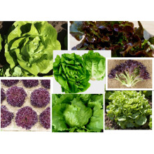 Mixed Pack Lettuce Plug Plants Grow Your Own Salad 'Ready to Plant Now' Young Ve