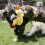 KONG KONG , Multi - Comfort Jumbo - XL - 1 piece 2