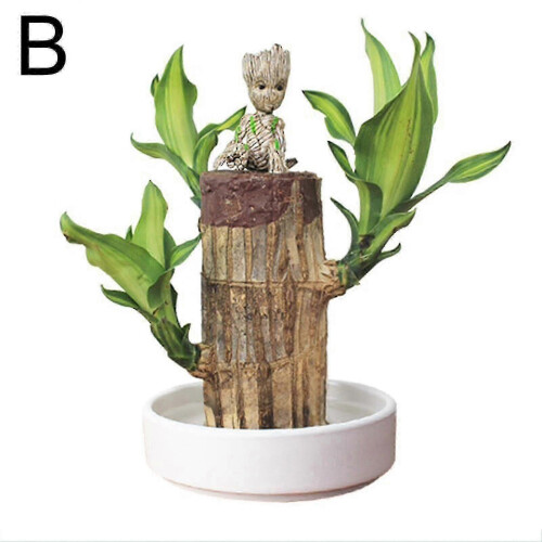 (B, B) Groot Lucky Wood Hydroponic Plant Pot, Modern Decorative Office Home_w