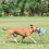 Chuckit! Chuckit! WHISTLE FLYER, Multi 6