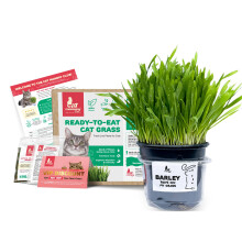 Fresh Live Cat Grass | A Taste of the Outdoors for Indoor Cats | Ready to Eat | Grown in the UK | Aids Digestion & Hairballs | By Cat Mommy (One, Bar