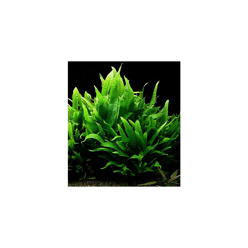 Dk Aquatics - Java Fern Microsorium Pteropus Live Aquarium Plants Aquatic Plant Fish Tank (10)