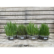 Ready-to-Eat Cat Grass Meadows – 4 Live Plants Ideal for Cats | 4 Varieties: Wheat, Barley, Rye, Oats | Supports Digestion, Enhances Well-Being | Na