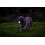Chuckit! Chuckit! Air Glow Fetch Dog Ball, Small, (2-Pack) 5