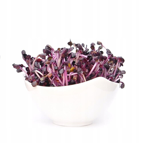 Rød Sango Radise - spirende frø 250g