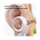 Ear Camera 1.38'' Wit IPS Display 1080P Camera Ear Check Portable Inspector Perfect for Ear Mouth Pet With 12tips Replaceable Tools 4
