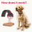 Beaphar Beaphar - Canishield Medicated Flea & Tick Collar for Large Dogs - Kills Fleas, 6