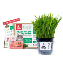 Fresh Live Cat Grass | A Taste of the Outdoors for Indoor Cats | Ready to Eat |