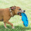 Chuckit! Chuckit! WHISTLE FLYER, Multi 8