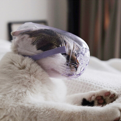 Muzzle Cats Face Guards Mask Bitingproof Cats Muzzle for Grooming Breathable Mouth Cover Transparent PVC Muzzle 1