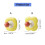 Multipurpose Flower Design Adhesive Hook Strong Adhesive Mounts for Backpacks 3