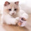 Cat Soft Leopard Print For Cats Pet For Indoor 3