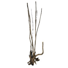 PROGROW JÄTTIPUU 1,5-2M 1KG