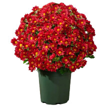 5 PcsArtificial Mums, Faux Plants Outdoor UV Resistant Fall Decorations Artificial Outdoor Sunset Mums Flowers for Home Garden Patio Porch (Red)