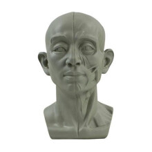 Planar Head Model For Artists Learn Planes of Face Head Z5Y7 X1 Human GT W5T2