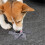 Slow Feed Dog Bowl Insert Third Generation 6