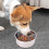 Slow Feed Dog Bowl Insert Third Generation 5