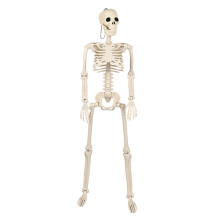 35.4 inch Halloween Plastic Skeleton Skeleton Active Joint Model Teaching Aid Can Be Hung And Set Up For Setting Up Escape Rooms