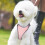 No-Pull Dog Harness & Leash Set for Small/Medium/Large Dogs; Compatible with Cat Steps for Older Cats 2
