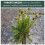 Weedblast Rootkill Weedkiller 2 x 2.5 Litre, Ready to use Glyphosate Weed Killer 3