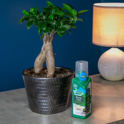 Westland Westland Bonsai Tree Feed Concentrate, 200 ml 2