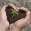 10L Multi Purpose Compost, Multi-Purpose Fertilisers, Gardening Soils for Outdoo 4