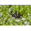 Gardena Gardena Micro-Drip-System Inline Drip Head 2 l/h: Drip head for the automatic ir 4