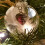 Feather Ball Ornament Clear 8 cm 3