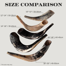 Authentic & Kosher Polished Ram's Horn Shofar from Israel (16" -18")