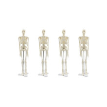 4 Pieces 45 cm Human Anatomy Anatomical Skeleton Model Medical Poster Medical Learning Aid Anatomy Human Skeleton Model
