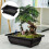 2X Large Rectangular Flower Pot Bonsai Nursery Planter Balcony Container 29X21X10.5Cm 2
