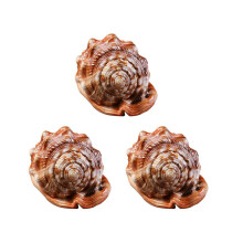 Natürliche Bullenmaul-Helmschnecke, Korallen-Meeresschnecke, Aquarium-Dekorationsornament, 3 Stück