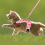 Cat Harness Leash Escape Proof - Cat &amp; Dog Walking Strap, Adjustable, Kitten 5