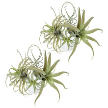 8Pack Artificielle Ananas Herbe Plantes D'Air Faux Fleurs Faux Flocage Tillandsia BroméLiacéEs Maison Jardin Décor