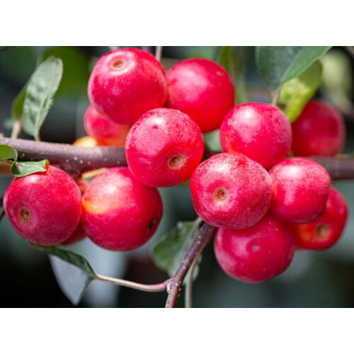 Malus Gorgeous Crab Apple Tree 5-6ft Supplied in a 7.5 Litre Pot