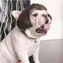Funny Dog Wig for Small Medium Large Dog with Flower, Trimmable Pet Costume Cat Cosplay Decoration