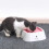 2025-pet Water Bowl, Φορητό μπολ υπερχείλισης για σκύλους, μπολ νερού 1,5 λίτρω 4