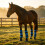 Schokabsorberende paardenbeenbeschermers-Roze 6