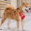 Pet Strong Training Vest Adjustable Training Walking-Orange XL 9