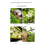Double-edged Apple Picking Scissors Kiwi Pear Thinning Scissors Double Mouth 3