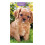 2027 Slim Pocket Diary Two Weeks To View - King Charles Spaniel 1