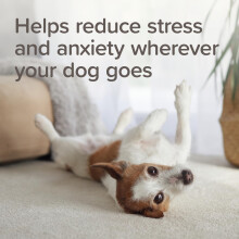 Beaphar – StressLess Herbal Calming Collar for Dogs – Reduces Stress & Anxiety at Home and On-the-Go – With Valerian & Lavender – 6 Weeks Lo