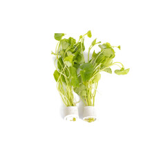 PondPlantsUK 2 x Live Plants for aquascaping, mosses, Fern, Tropical Aquatic Plants in Ceramic Weights (Hydrocotyle Leucocephala)
