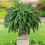 23.62 Inch Fern Plants X4 5